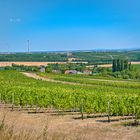 In den Weinbergen von Spiesheim