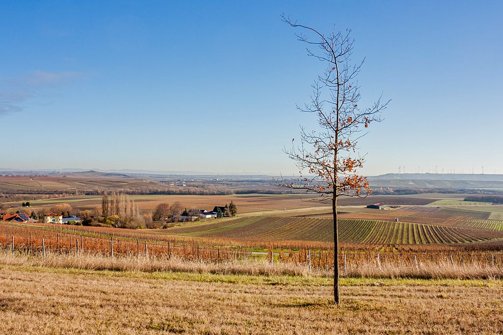 In den Weinbergen von Spiesheim