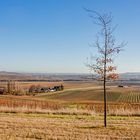 In den Weinbergen von Spiesheim