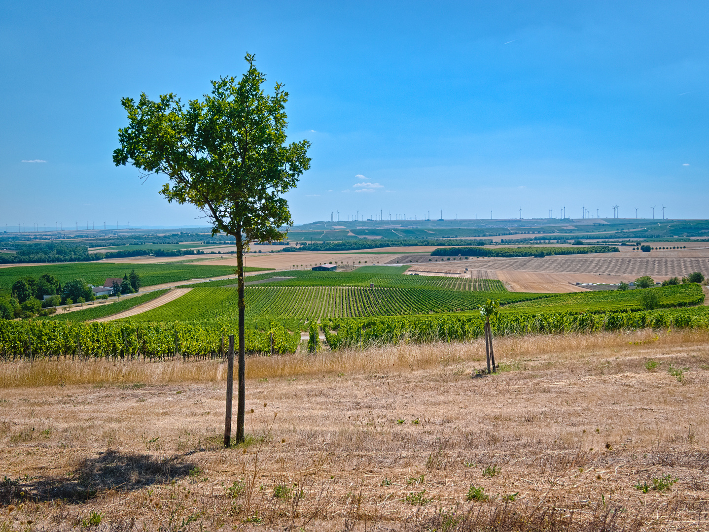 In den Weinbergen von Spiesheim