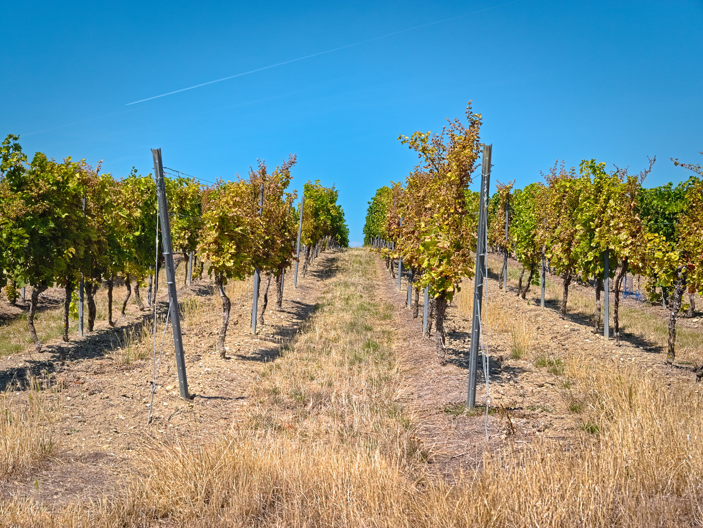 In den Weinbergen von Spiesheim