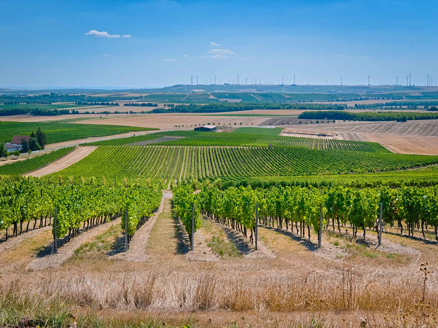 In den Weinbergen von Spiesheim