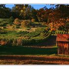 In den Wendelsheimer Weinbergen