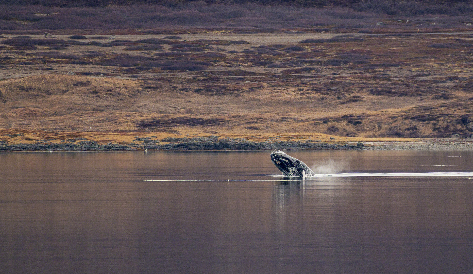 In den Westfjorden Islands....