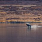 In den Westfjorden Islands....