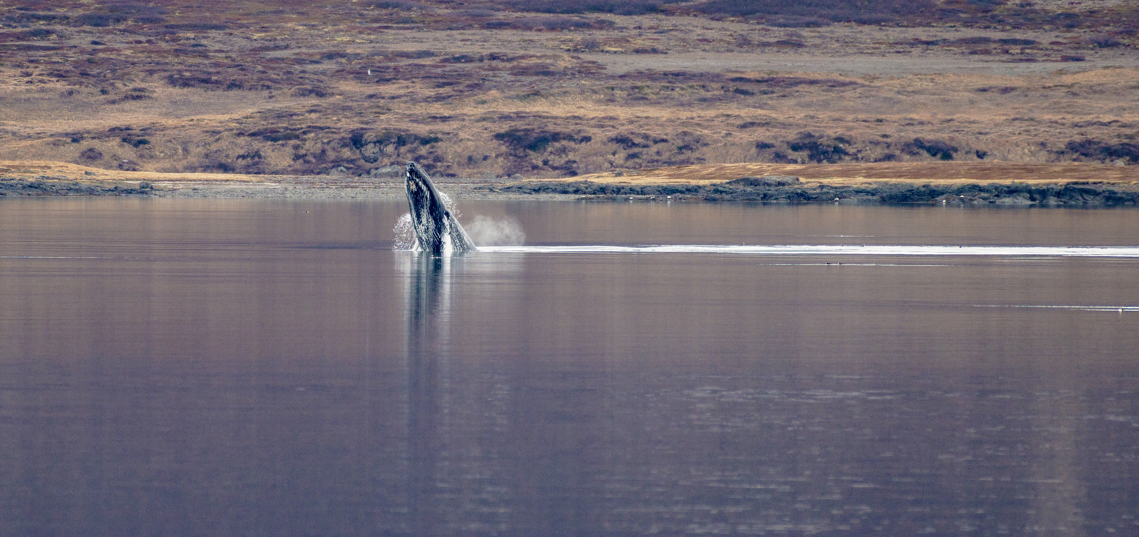 In den Westfjorden Islands ....