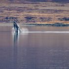 In den Westfjorden Islands ....