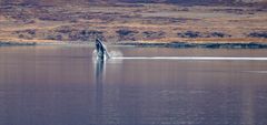 In den Westfjorden Islands ....