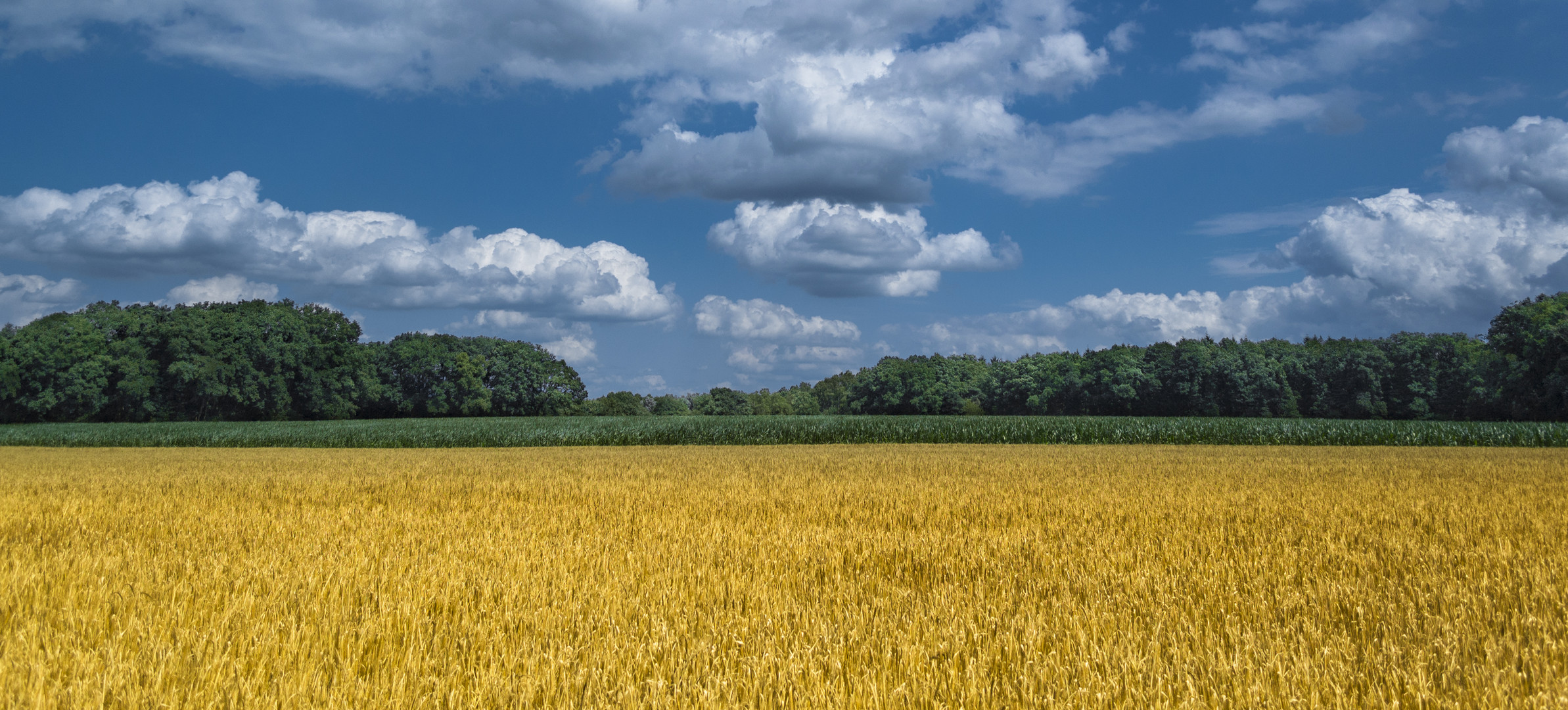 in den Wiesen_neu