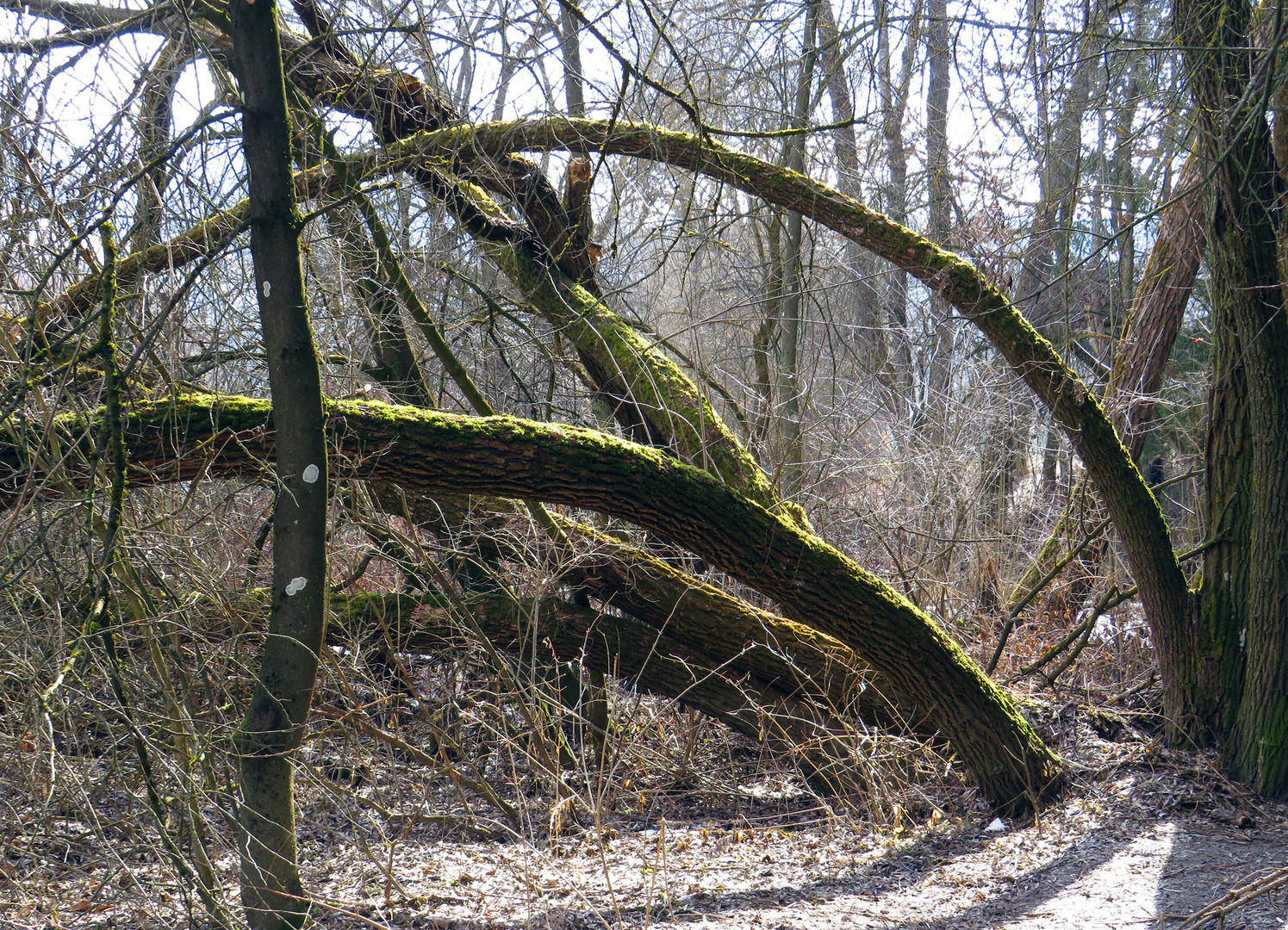 In den wilden Mur Auen ...III