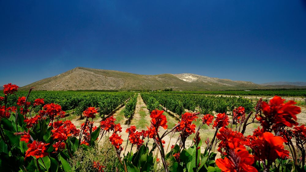 In den Winelands von SA