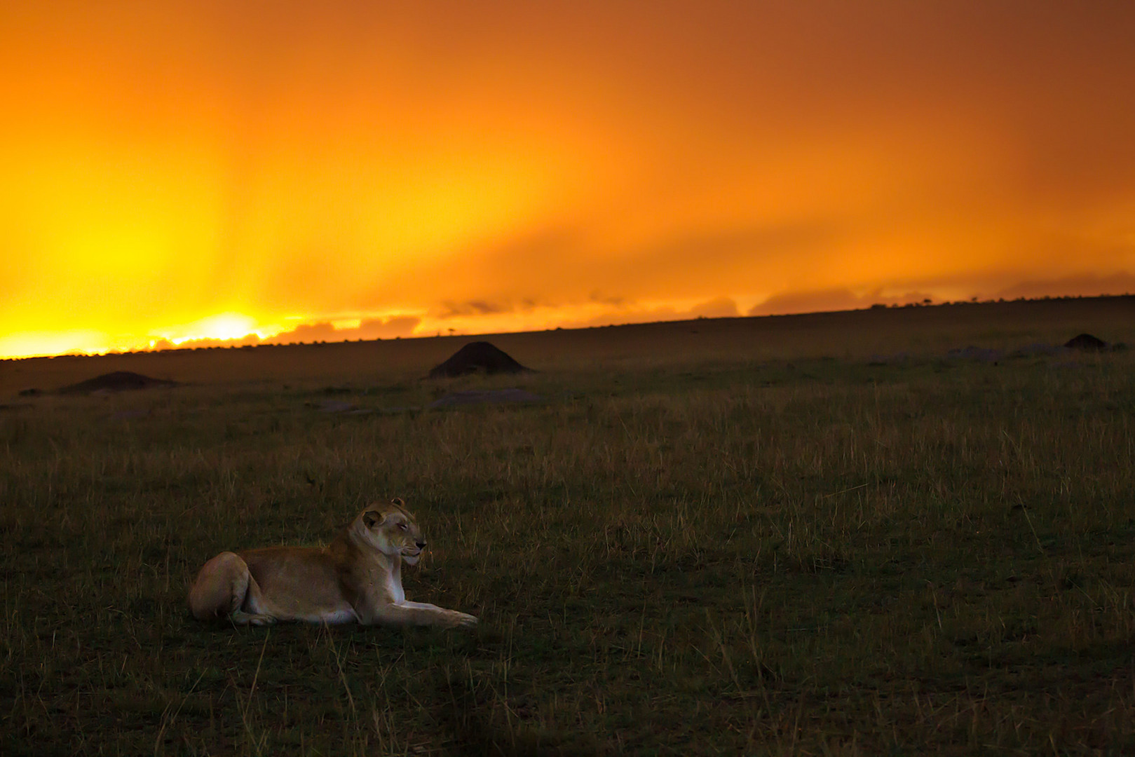 In der Abenddämmerung Foto & Bild kenia, masai mara 4