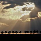 In der Abenddämmerung