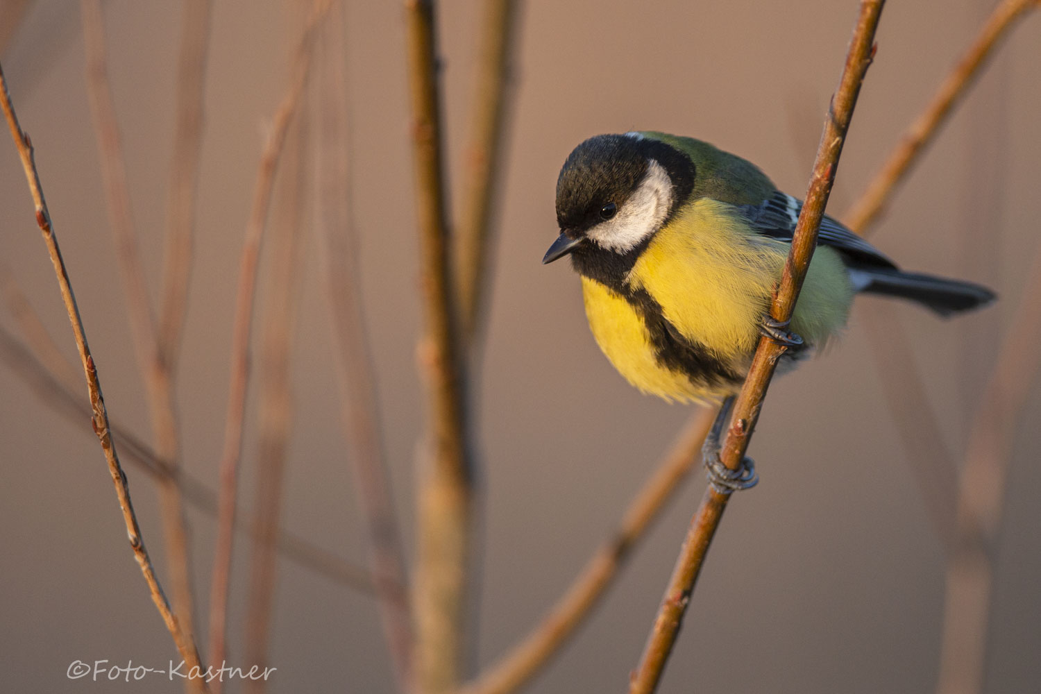 in der abendlichen Wintersonne 