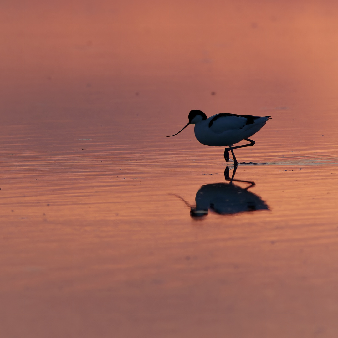 In der Abendsonne