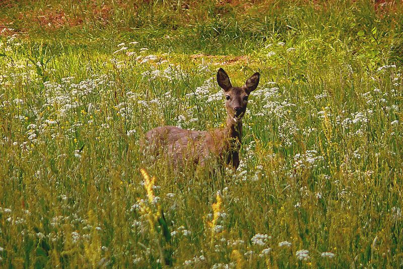 in der Abendsonne...