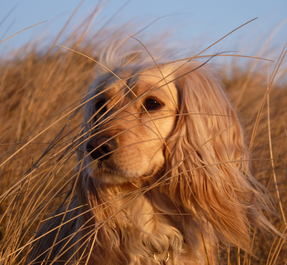 In der Abendsonne