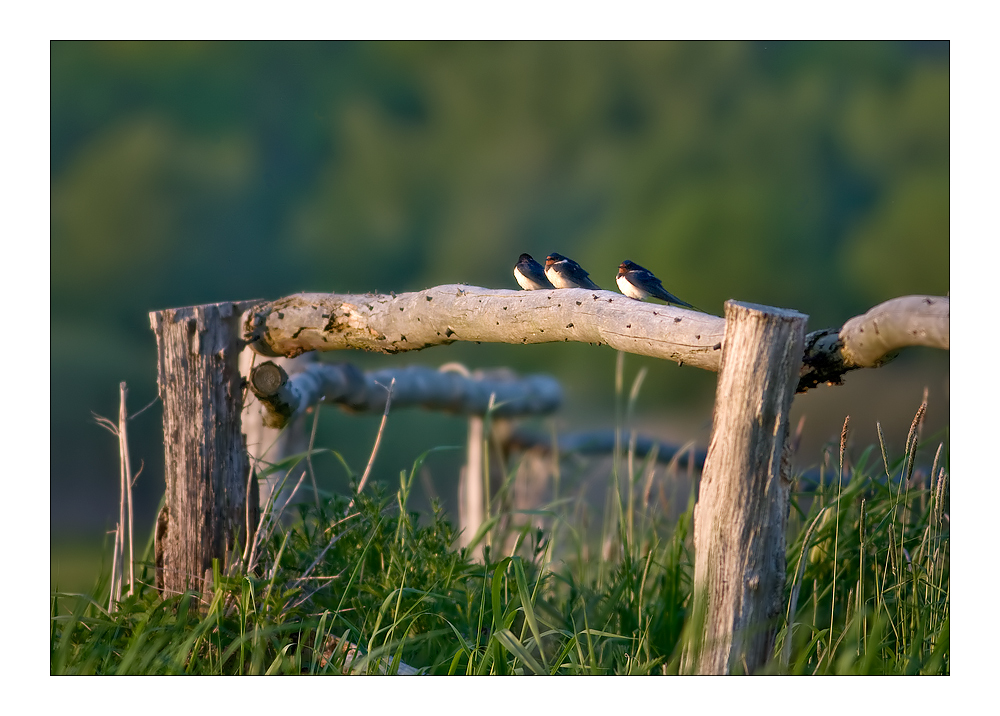 In der Abendsonne.