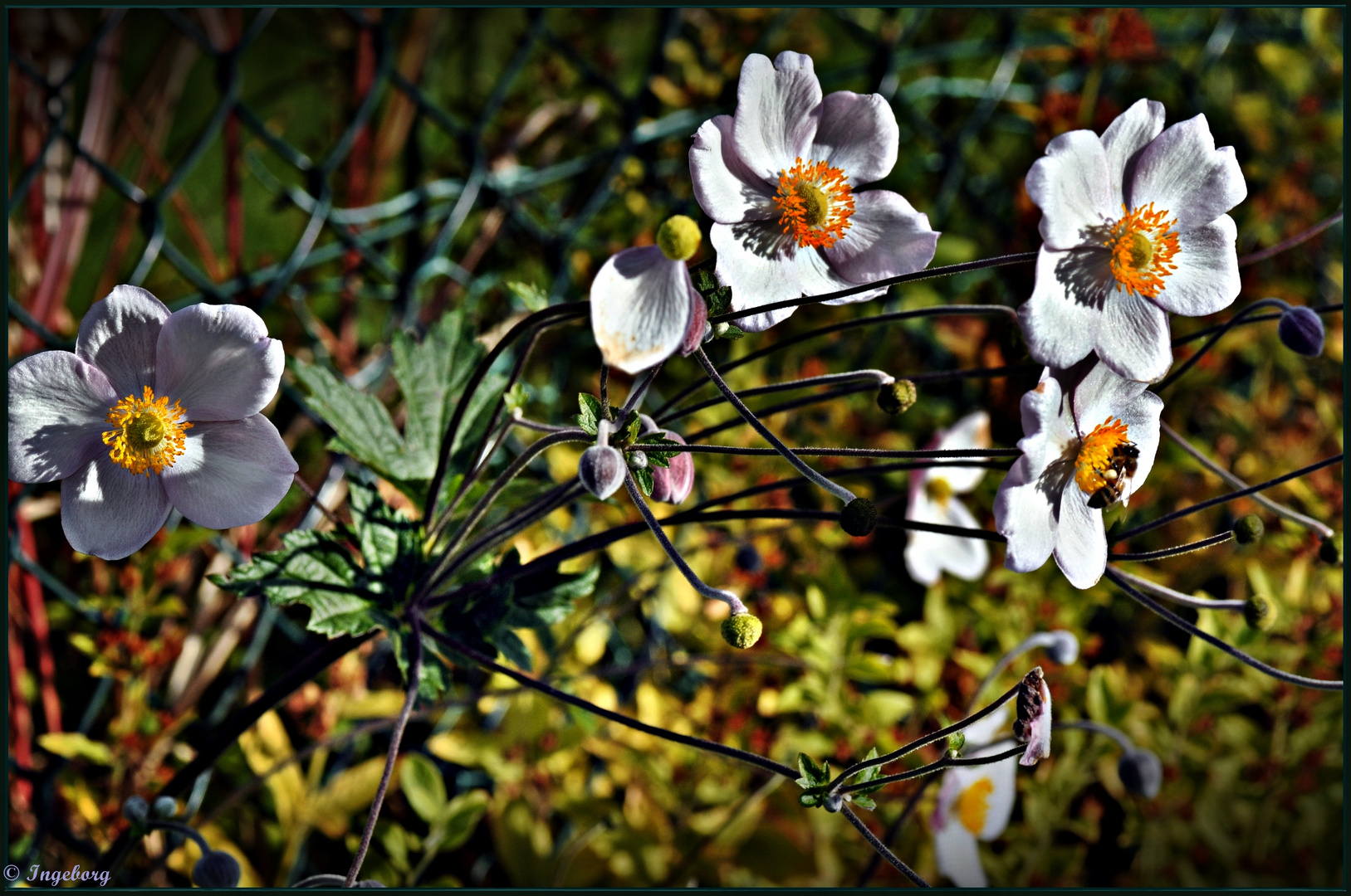 In der Abendsonne