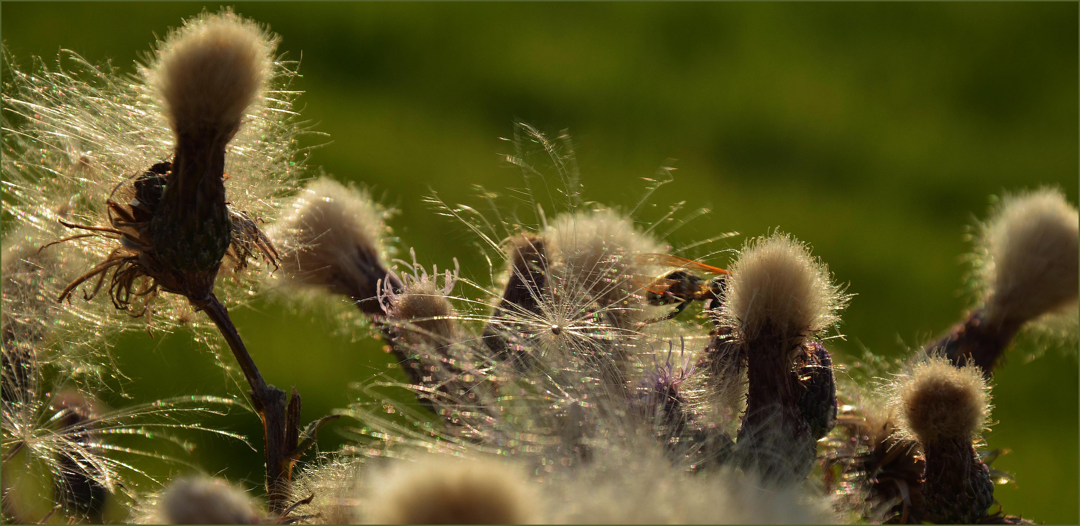 In der Abendsonne