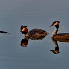 in der Abendsonne