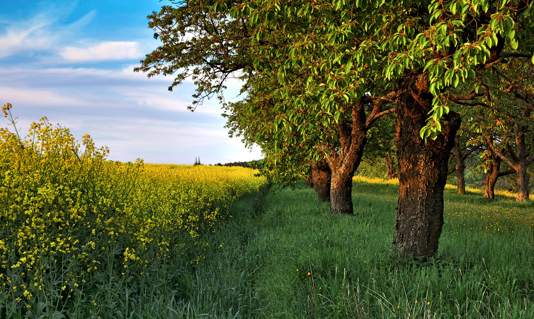 in der Abendsonne