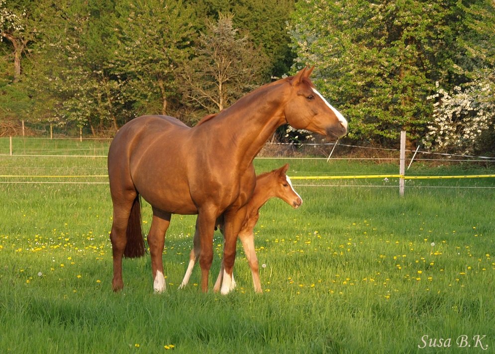 In der Abendsonne