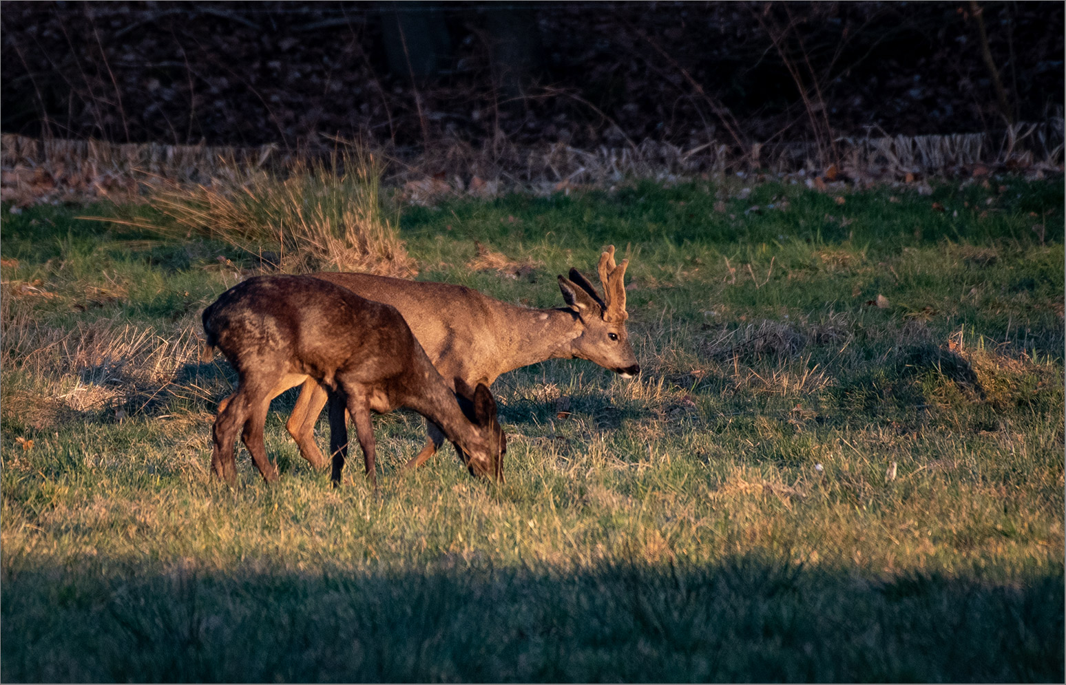 In der Abendsonne   . . .