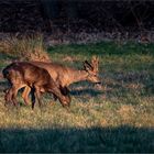 In der Abendsonne   . . .