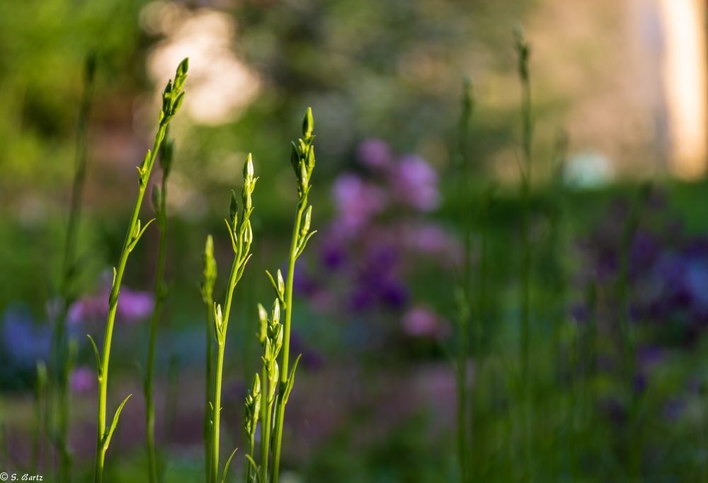 In der Abendsonne