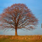 In der Abendsonne