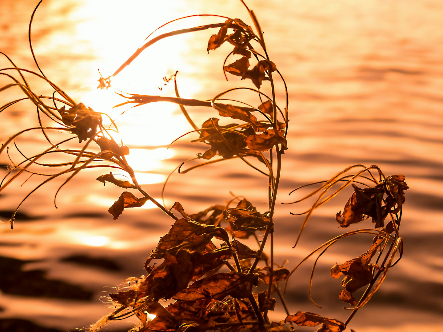 In der Abendsonne