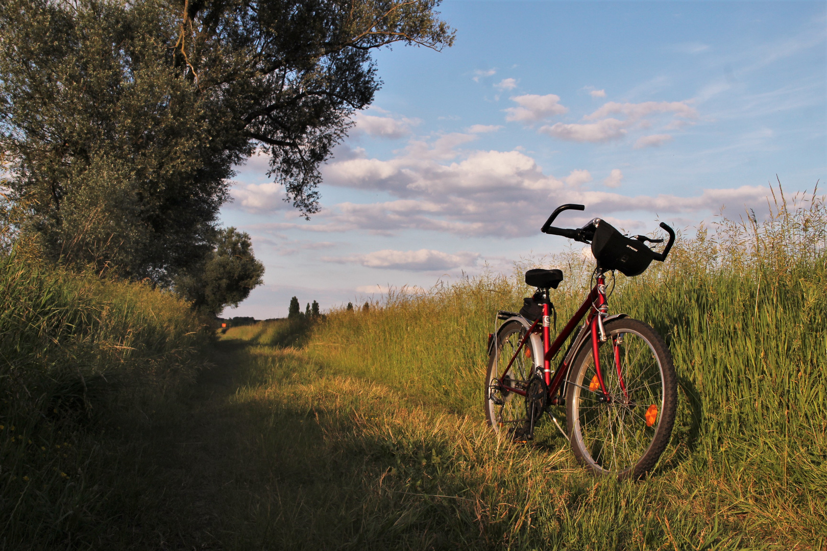 in der Abendsonne