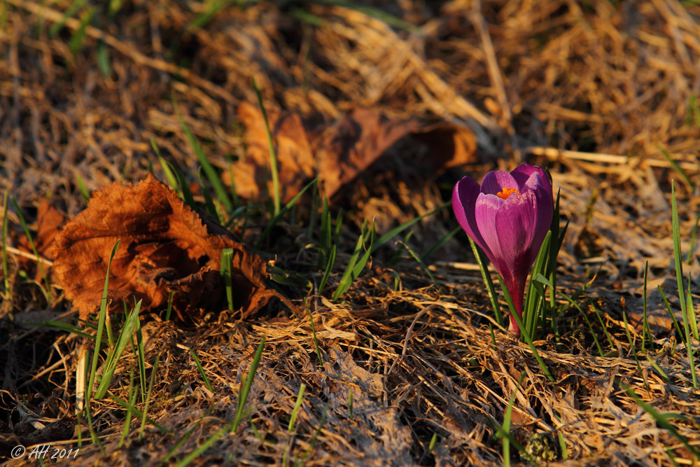 in der Abendsonne