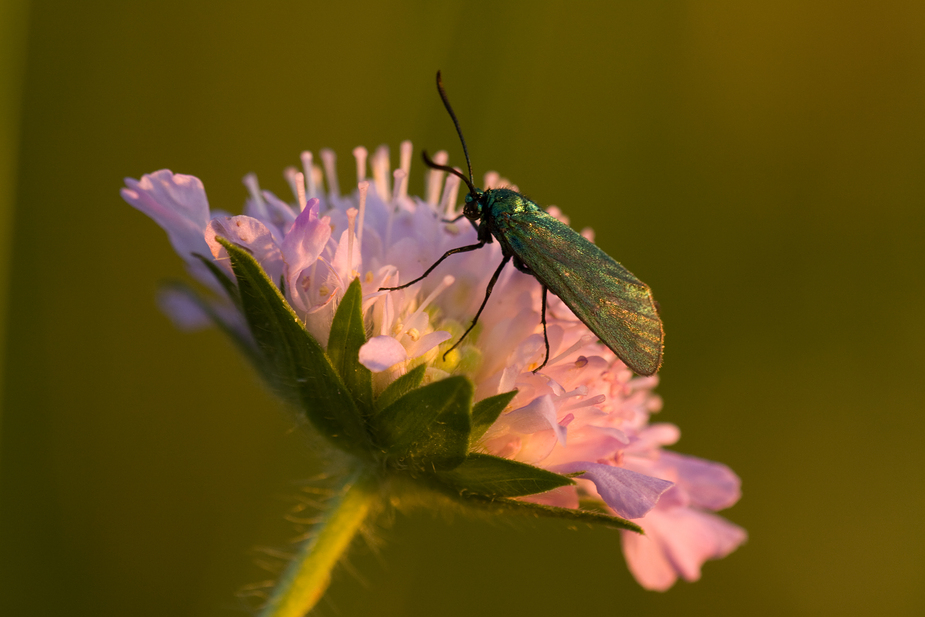 .. in der Abendsonne ..