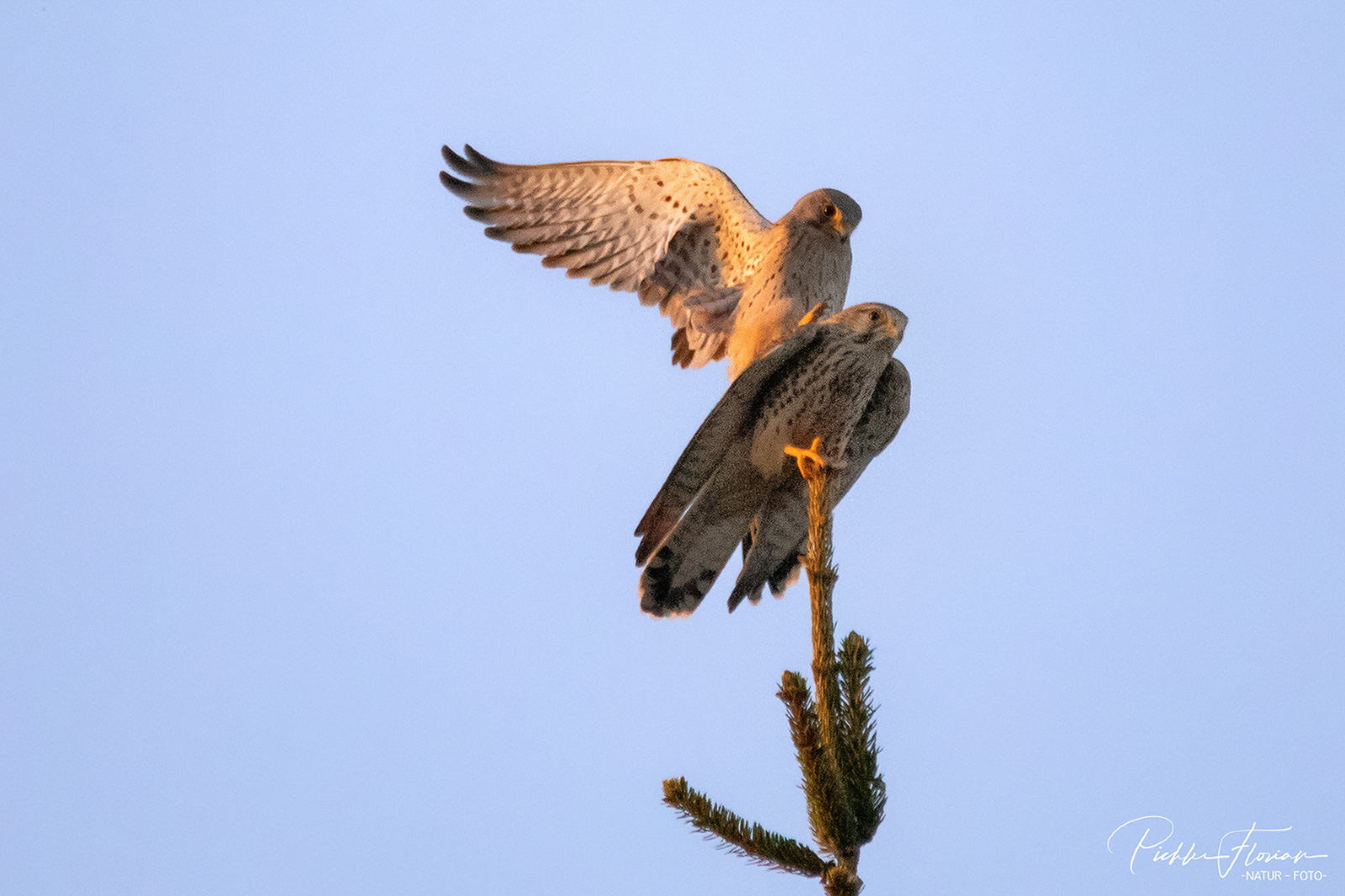 in der Abendsonne