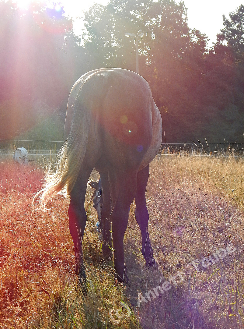 In der Abendsonne