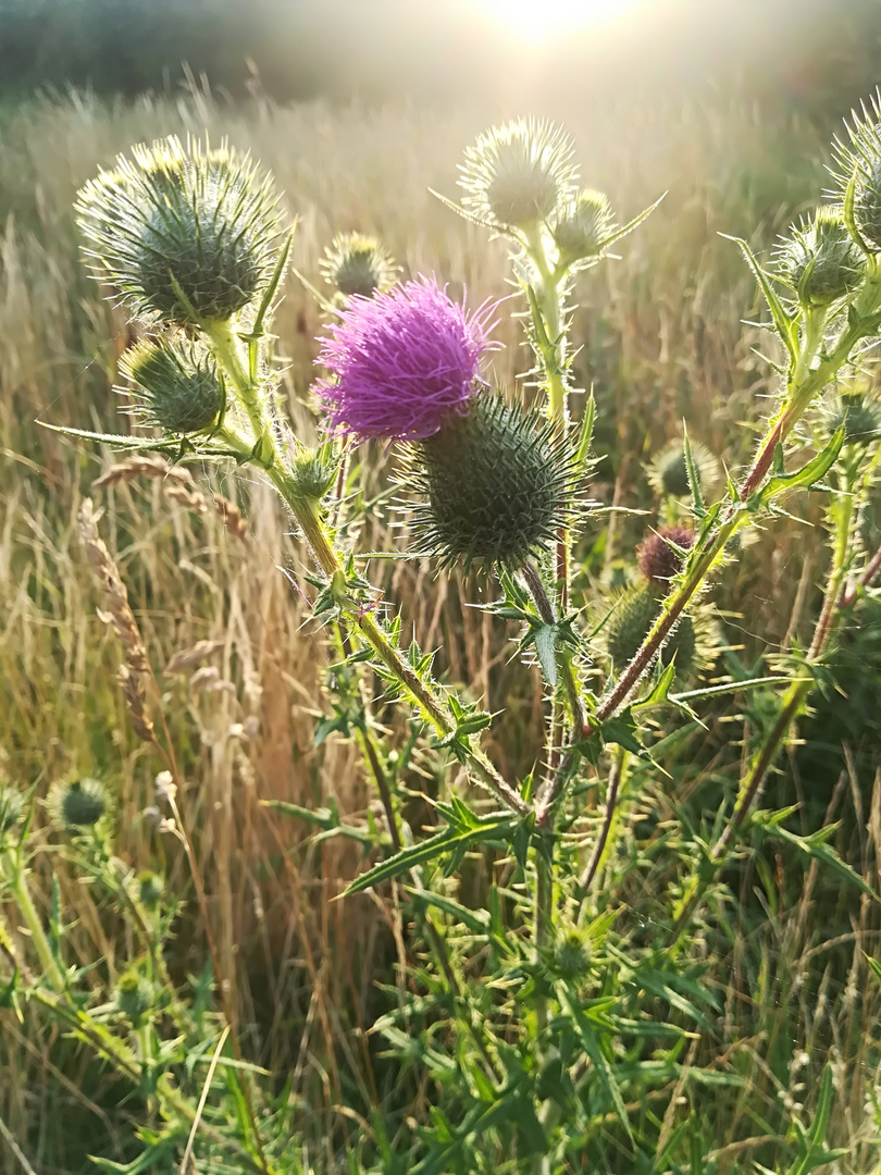 In der Abendsonne 