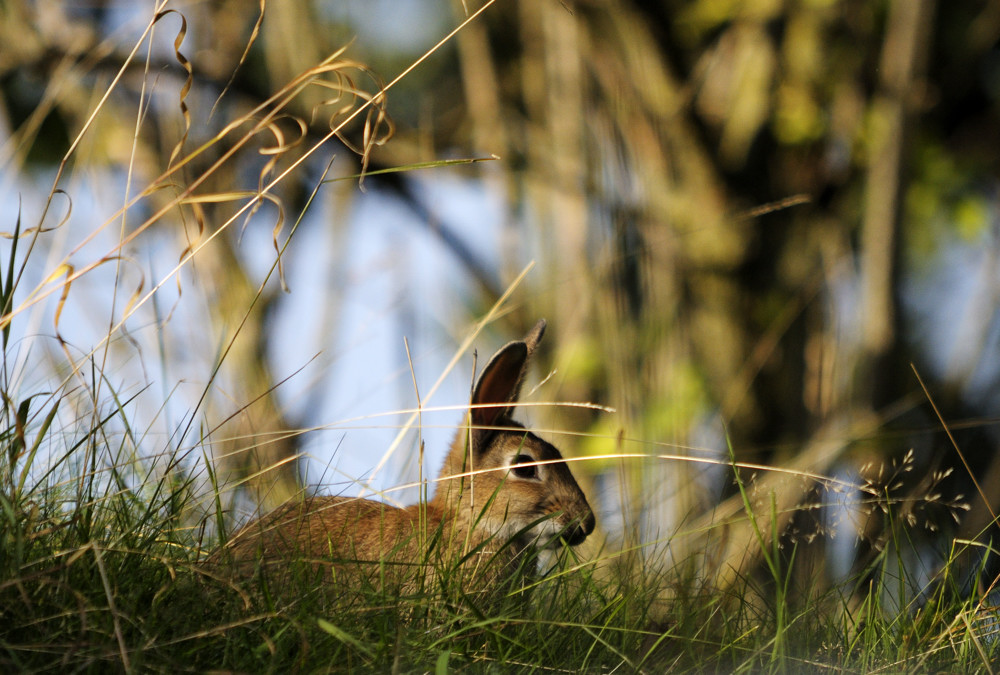 In der Abendsonne