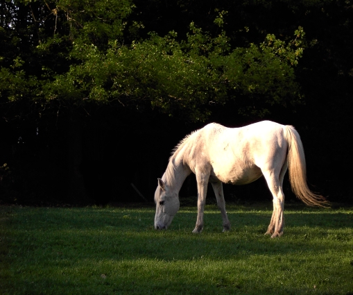 In der Abendsonne ...