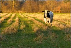 in der Abendsonne