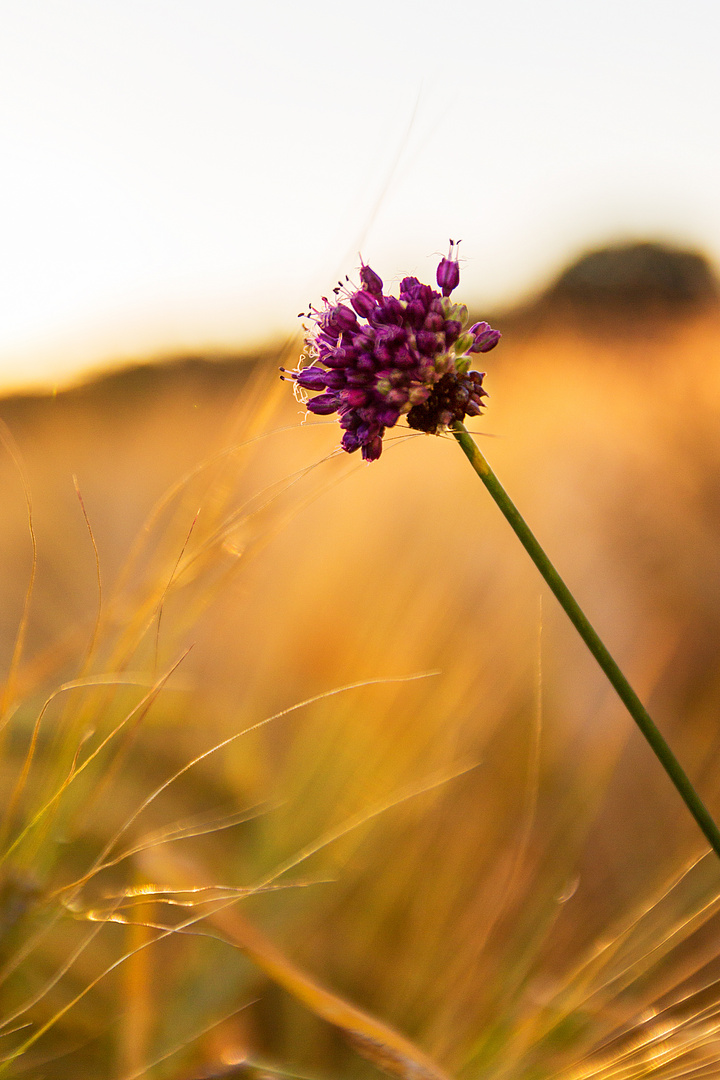 ...in der Abendsonne