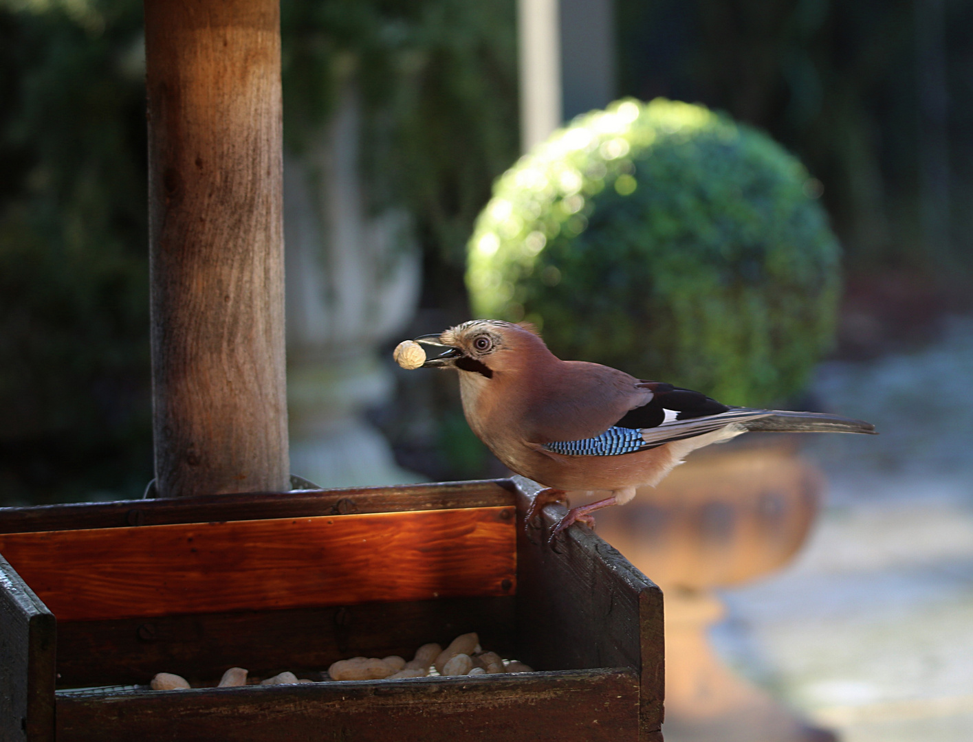 In der Abendsonne ...