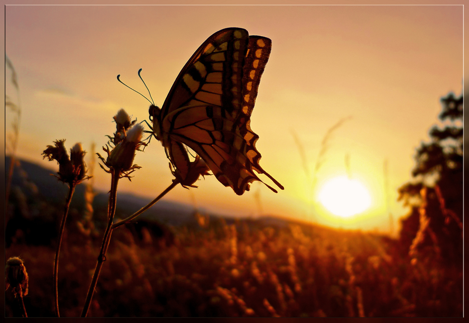 ~ In der Abendsonne ~