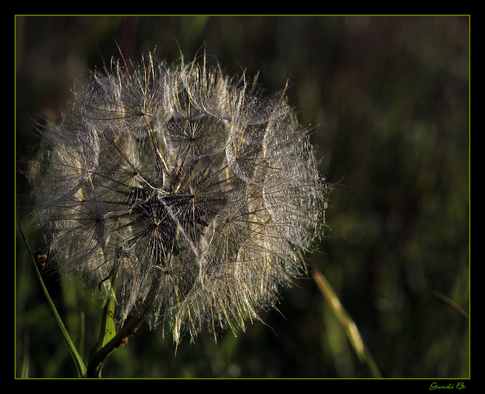 In der Abendsonne