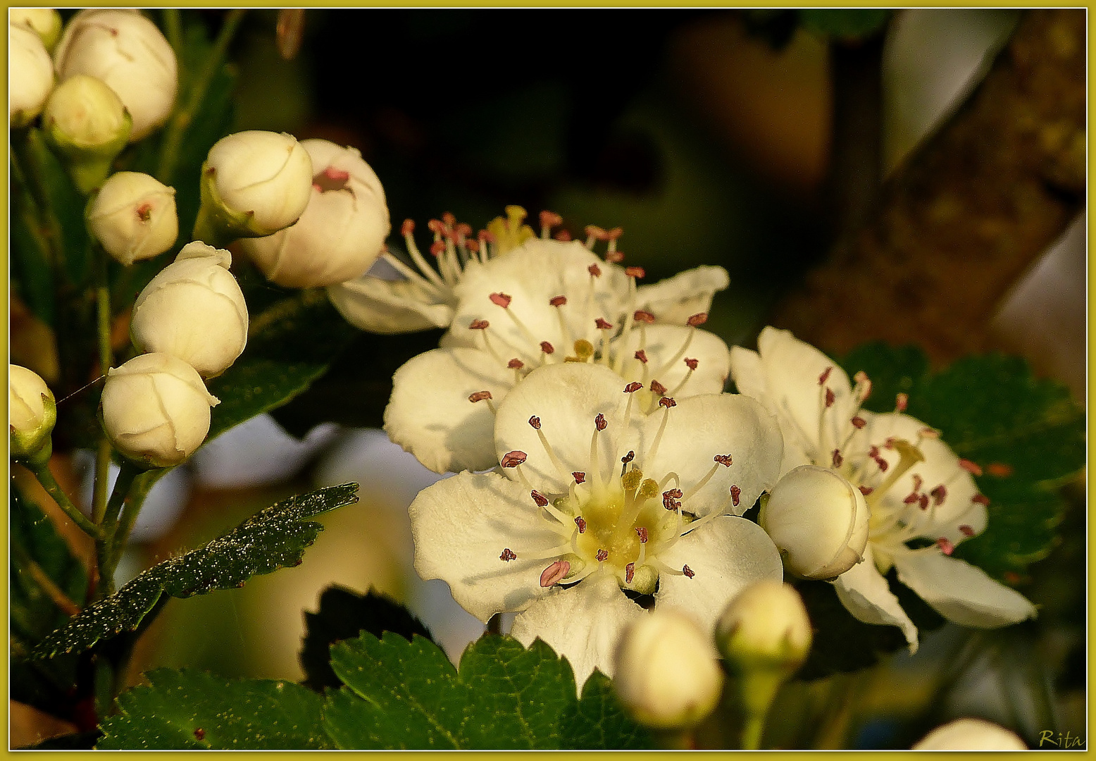 in der Abendsonne...