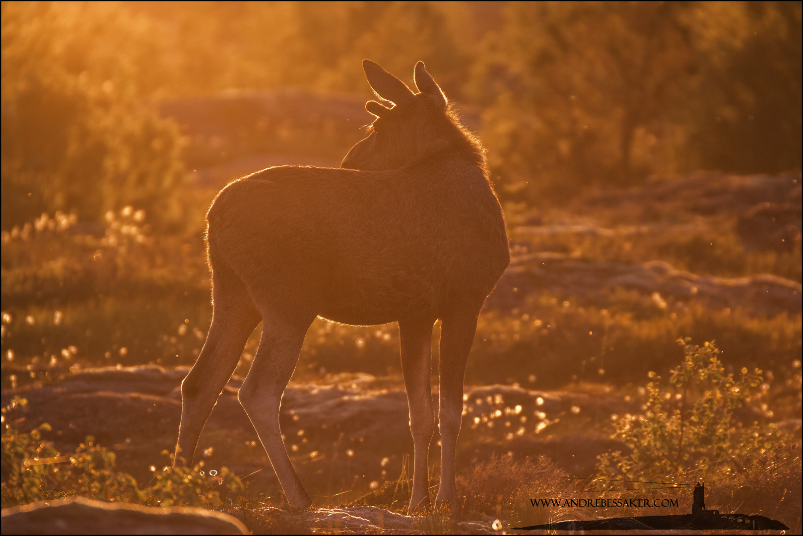 In der Abendsonne