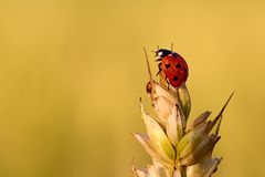 In der Abendsonne