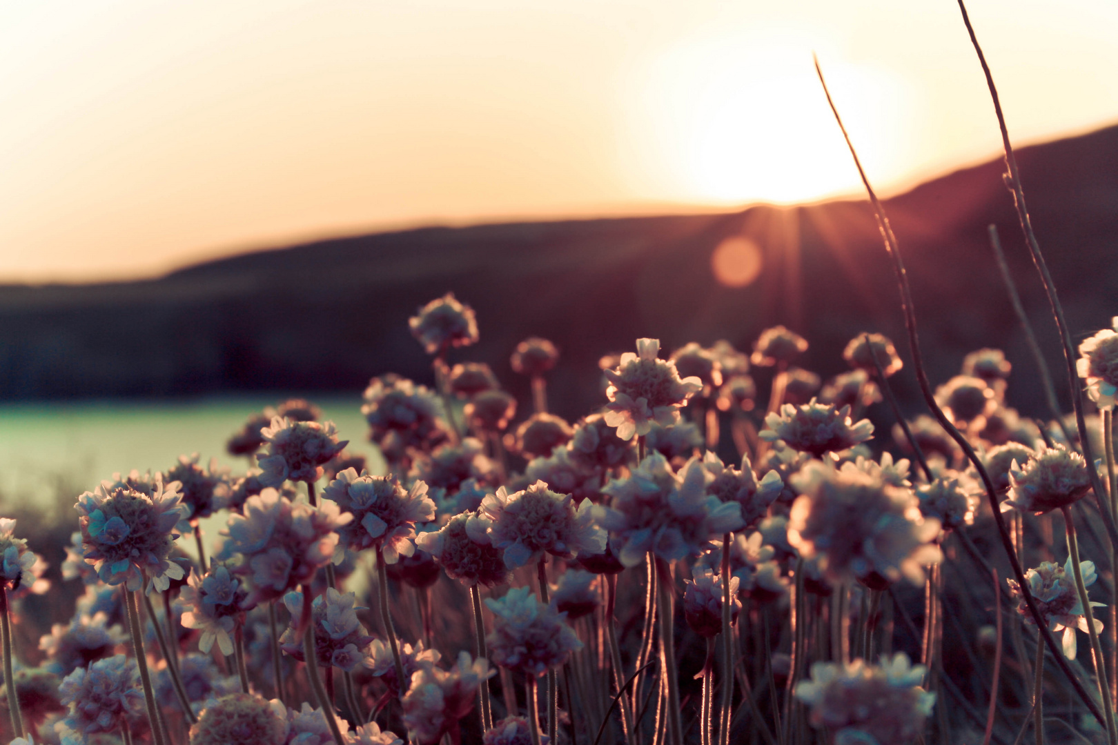 In der Abendsonne.