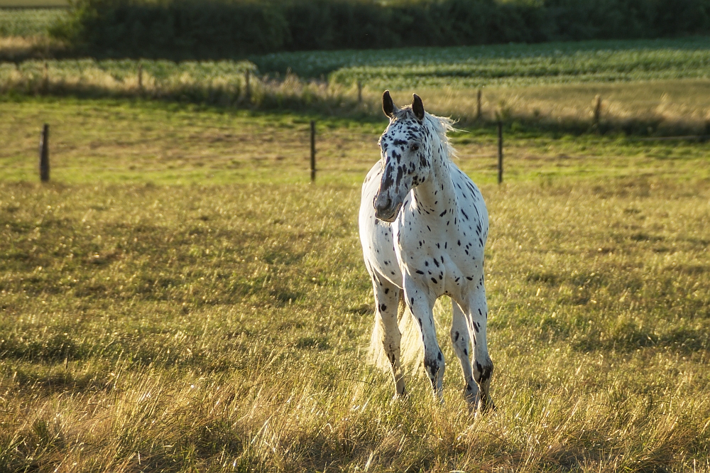 In der Abendsonne